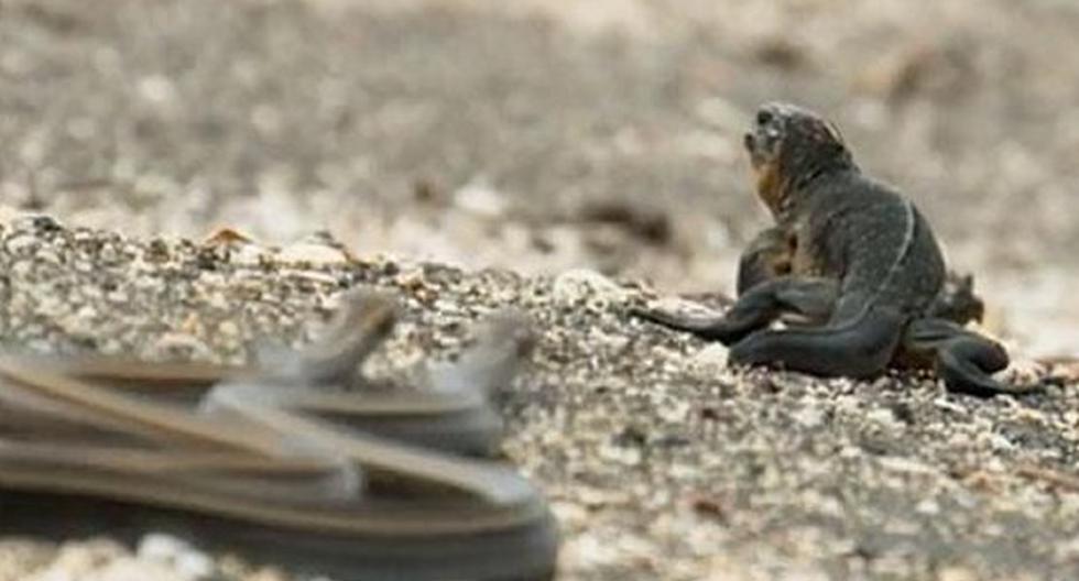 Iguana logra escapar de decenas de serpientes y conquista Facebook. (Foto: Captura Facebook)
