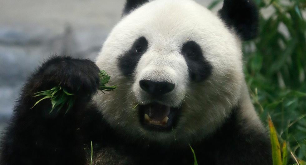 Un ejemplar de panda gigante nació hoy en el zoo de Ueno de la capital japonesa, el primer nacimiento de esa especie vulnerable en este parque zoológico de Tokio. (Foto: EFE)