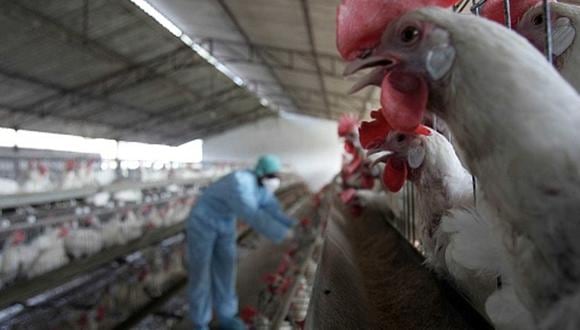 La influenza aviar es una enfermedad que no tiene cura ni tratamiento, causa alta mortalidad en aves silvestres y domésticas. (Foto: Referencial/ Getty Images)