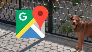 Google Maps: perritos fueron captados en curiosa situación y su imagen es viral por este detalle