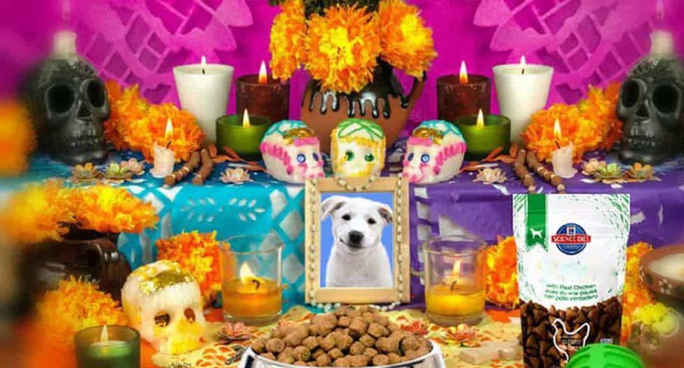 Día de Muertos para Mascotas en México: Cuándo celebrarlo y cómo poner una ofrenda en ese día