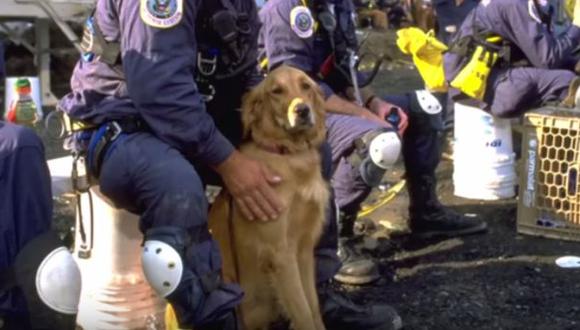 Bretagne, el perro que se hizo héroe el 11 de setiembre [VIDEO]