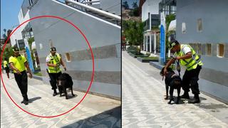 Chorrillos: despiden a sereno que maltrató a un perro en playa Agua Dulce