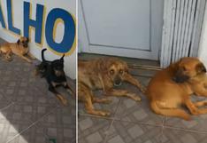WUF: perros callejeros hacen fila para comer y escena enternece a todos