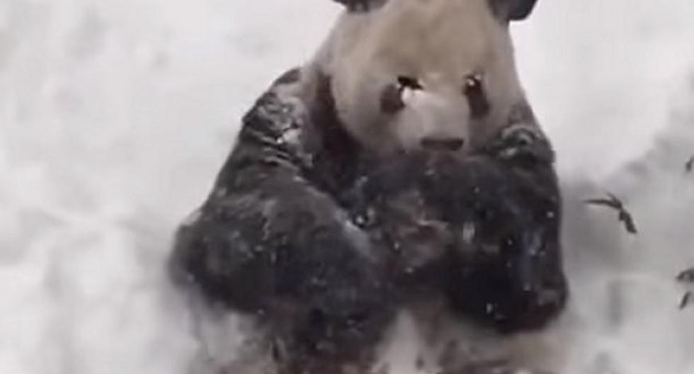 Un panda es el más contento con tormenta de nieve. (Foto: Captura)