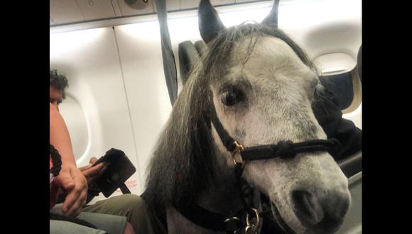 El caballo Flirty, de 7 años y del tamaño de un perro grande, viajó en avión con su dueña, que necesita la presencia de este animal de apoyo emocional a diario para ayudar a controlar sus ataques de ansiedad. (AFP).