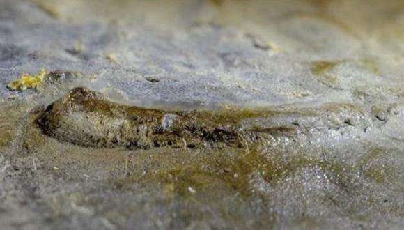 El ojo fue hallado en un fósil de trilobita excavado en Estonia. (Foto: Gennadi Baranov, Universidad Tecnológica de Tallin)