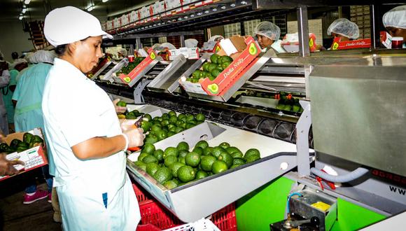 La palta fue uno de los productos no tradicionales más exportados. (Foto: ADEX)