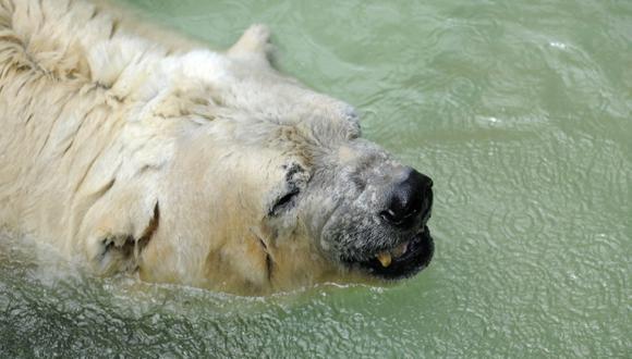 Critican a zoológicos argentinos tras muerte de oso polar