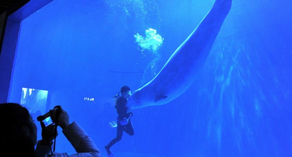 Los antepasados prehistóricos de las ballenas barbadas ya tenían un extraordinario sentido del oído antes de que desarrollaran su gigantesco tamaño. (Foto: Getty Images)