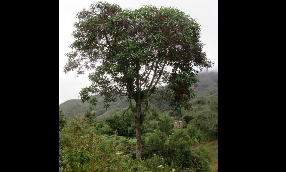 El árbol de la quina en toda su plenitud. Esta imagen pertenece a un Cinchona officinalis crecido en el Bosque de Protección de Pagaibamba, en Chota, Cajamarca.