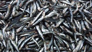 Incautan 226 toneladas de anchoveta juvenil a industriales