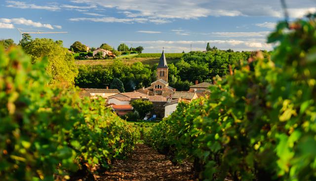 El nombre de la región francesa de Beaujolais proviene la denominación del vino.  (Foto: Shutterstock).