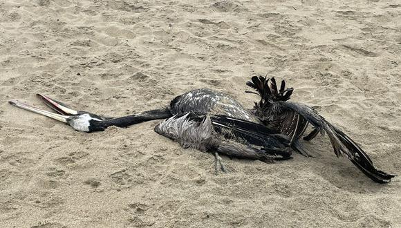 "Este virus es altamente patógeno porque cuando llega a un individuo lo fulmina, aunque la probabilidad de pasar a otro organismo sea nula”, señaló el especialista. (Foto: Liz Saldaña / Pelicanos muertos en playa Punta Rocas)