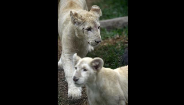 La pareja, una hembra y un macho de 4 y 5 meses de edad, se encuentran en el Zoológico de Huachipa. Se trata de una especie que está en peligro de extinción. (Foto: EFE)