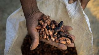 Amazon Trading: Crece la demanda de almendras del cacao