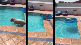 Perro demostró inteligencia al atrapar un balón [VIDEO]