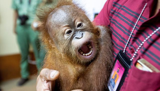 Las autoridades en Indonesia arrestaron a un turista ruso que intentó sacar de contrabando un orangután en la isla turística de Bali. (EFE)