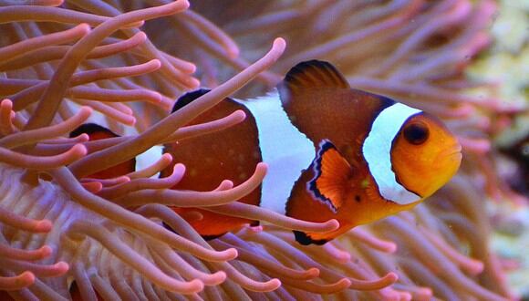 Mucha gente da por cierto que el sexo biológico queda establecido al nacer, pero muchos peces lo cambian de forma rutinaria en la edad adulta. (Foto: Pixabay)