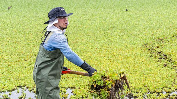 Morikawa, el científico peruano comprometido con la naturaleza - 3