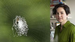 Lorena Noblecilla y “Lección de historia natural”: el arte de observar y filmar a una araña 