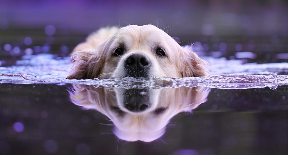 Un perro causó sensación en redes sociales como YouTube por su peculiar estilo de nado. (Foto: Pixabay/Referencial)