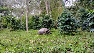 Las tortugas gigantes que hicieron brillar el café de Galápagos