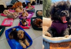 ¡No más frío! Dentitoy realiza donación de camas y mantitas a perros de albergues afiliados a WUF