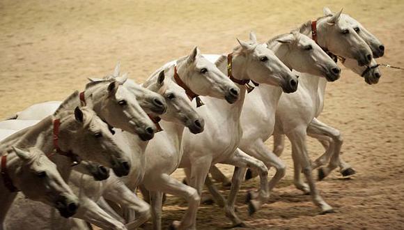 Domesticación del caballo ha empobrecido su diversidad genética