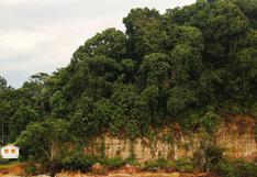 Amazonía: ¿cuántas especies de animales y plantas se descubrieron en dos años?
