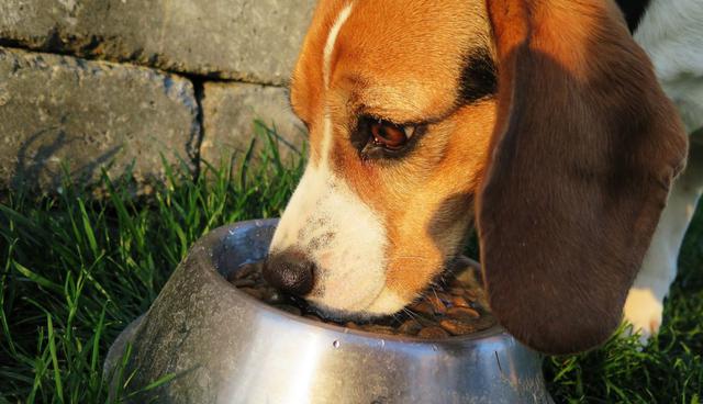 El tierno perro encontró la mejor manera para comer sin tener que sufrir con los laberintos de su plato. (Foto: Pixabay)