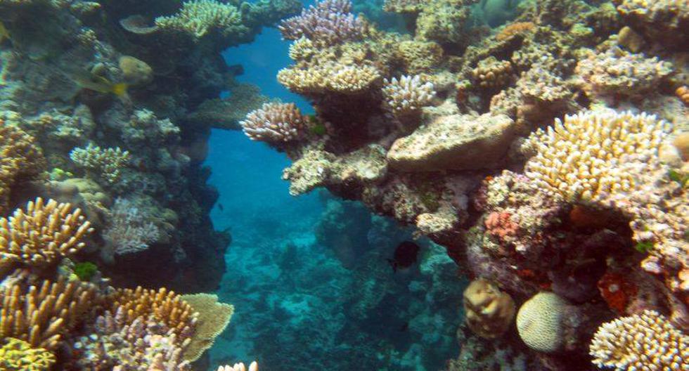 La Gran barrera de coral es uno de los ecosistemas más vastos del mundo. (Foto: babasteve/Flickr)