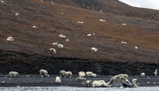 Tras el deshielo, los osos polares suelen descansar entre agosto y noviembre en la isla de Wrangel. (Foto: AFP)