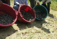Perú: la odisea de medio millón de tortugas en reserva Pacaya Samiria