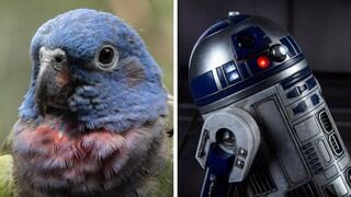 Loro es capaz de imitar al robot R2D2 y causa furor entre los fans de "Star Wars"