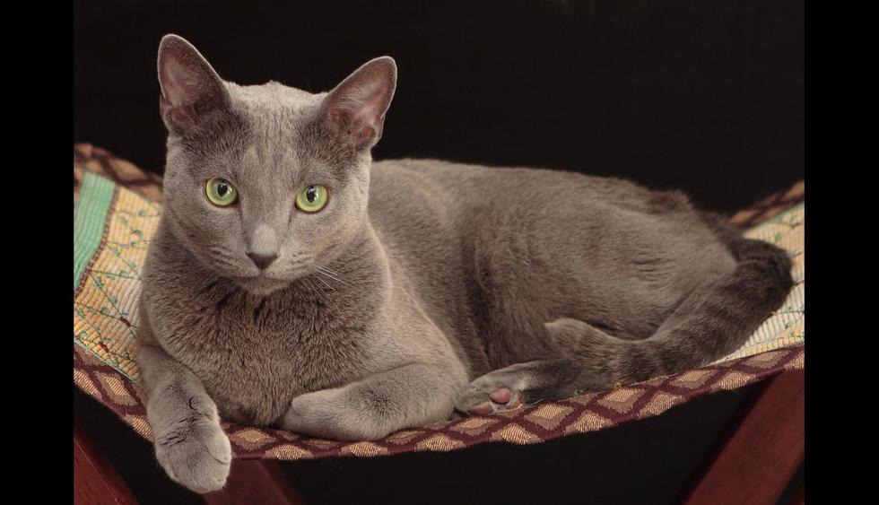Día del Gato: las razas de mininos más caras del mundo | FOTOS | LISTAS