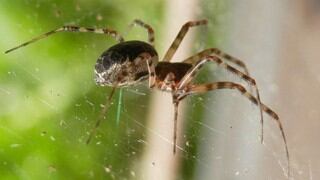 Mujer vio una araña en su carro, entró en pánico y chocó contra un árbol