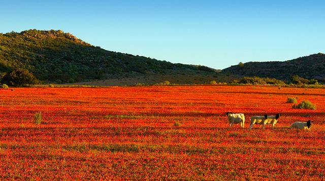 Este desierto se convierte en una alfombra de flores en África - 1