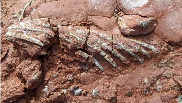 La fotografía tomada por la profesora Cormier llegó a manos del geólogo y paleontólogo John Calder, quien de inmediato organizó una misión para desenterrar y resguardar el valioso fósil.