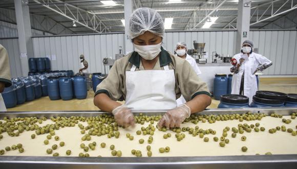 La producción nacional de aceitunas en el 2020 ascendió a 174,328 toneladas. (Foto: GEC)