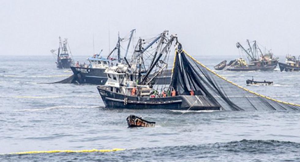 La ejecución de una política de manejo responsable permitió la preservación de cerca de 300,000 toneladas de anchoveta juvenil. (Foto: Andina)