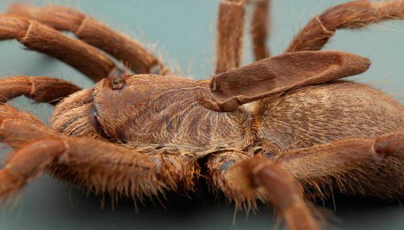 "La nueva especie de Ceratogyrus descrita aquí es excepcional. Ninguna otra araña en el mundo posee una protuberancia similar", dicen los cientificos. (Foto: Ian Enelbrecht)