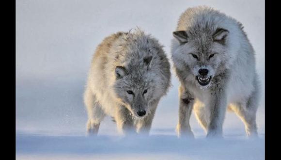 ¿Por qué España quiere matar a casi 200 lobos?