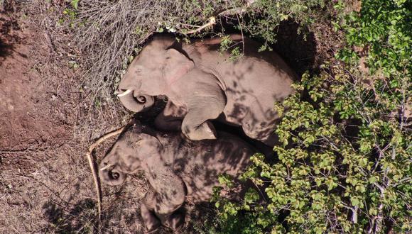 Imagen referencial de elefantes descansando cerca de la ciudad de Yuxi, en la provincia de Yunnan, suroeste de China. (Yunnan Provincial Command of the Safety Precautions of the Migrating Asian Elephants / AFP).