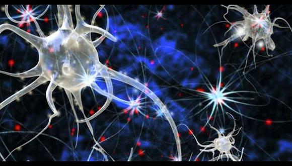 Crean neuronas digitales para estudiar el sistema nervioso
