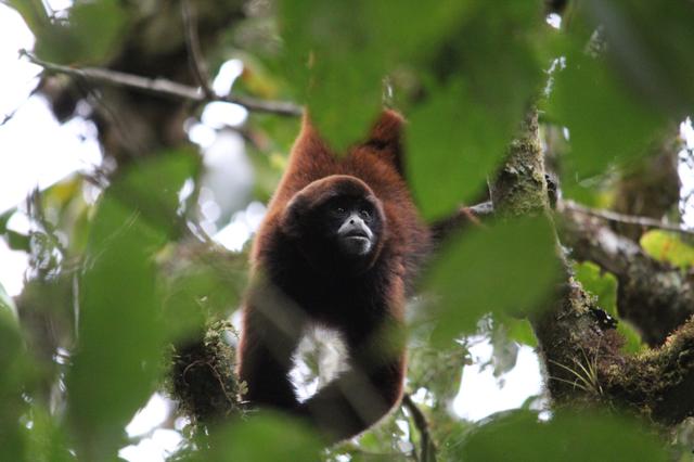 Rutas por descubrir: Un recorrido por los bosques de niebla - 3