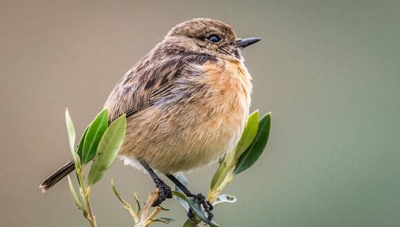 Ciertas aves tendrían sonidos muy melódicos y sus 'cantos' alegrarían las mañanas de las personas (Foto: @Noureddine Belfethi / Pexels)