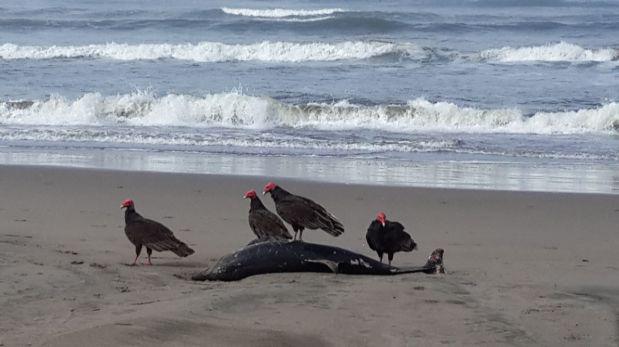 Delfines, lobos marinos y tortugas aparecen muertos en Pimentel - 1