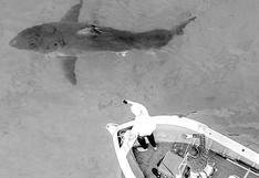 Australia: un enorme tiburón blanco aterrorizó a un grupo de pescadores al morder el motor de su bote | VIDEO