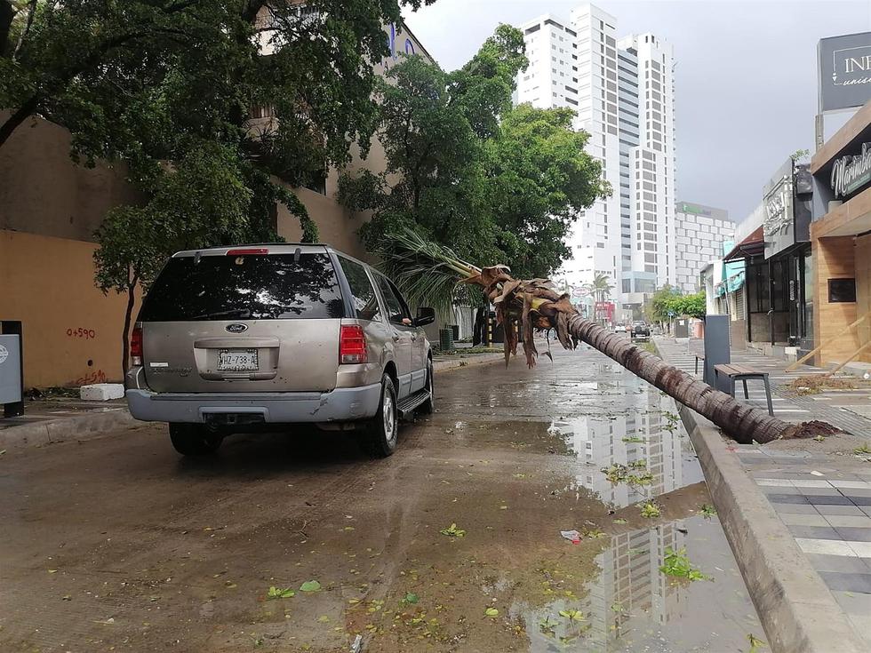 Una palmera caída tras el paso del huracán Pamela por la ciudad de Mazatlán, estado de Sinaloa, México. (EFE/ EL SOL DE MAZATLÁN).